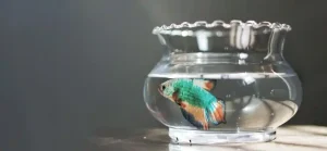 4 platys in a 6 gallon tank