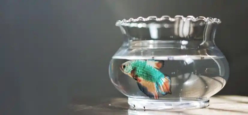 4 platys in a 6 gallon tank