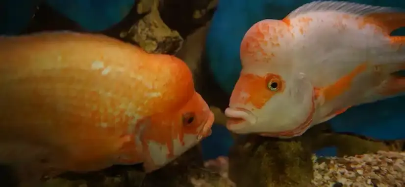 A Platy Fish Care Guide