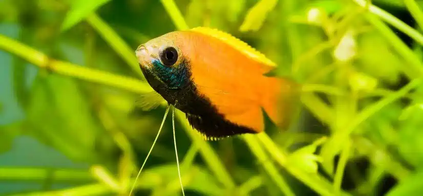 Bumblebee Platy