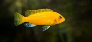 Bumblebee Platyfish