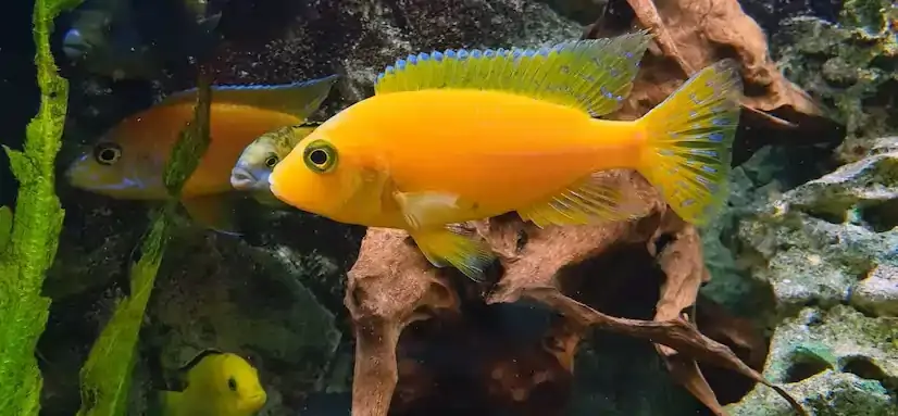 Can you breed a platy with a molly or mosquito fish