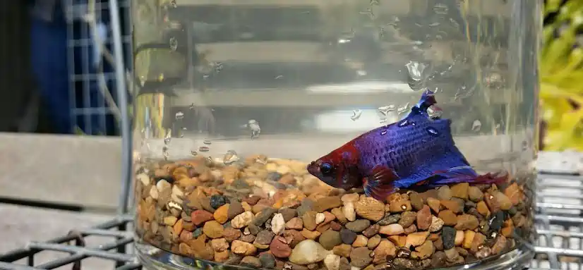 Is it overstocked if I have 4 platys in a 6 gallon tank