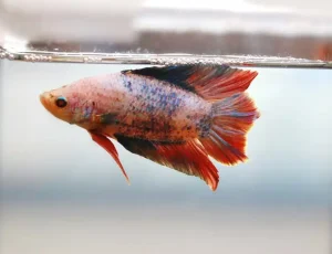 Platy Fish Care Guide