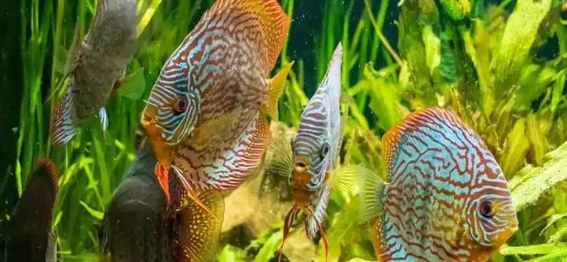 Platy Fish or Platies