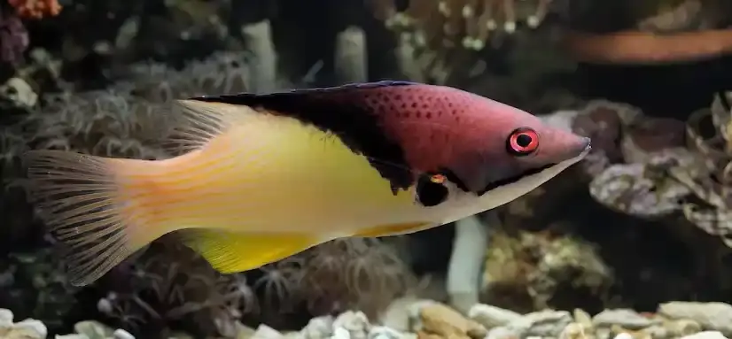 Southern Platyfish (Xiphophorus maculatus)