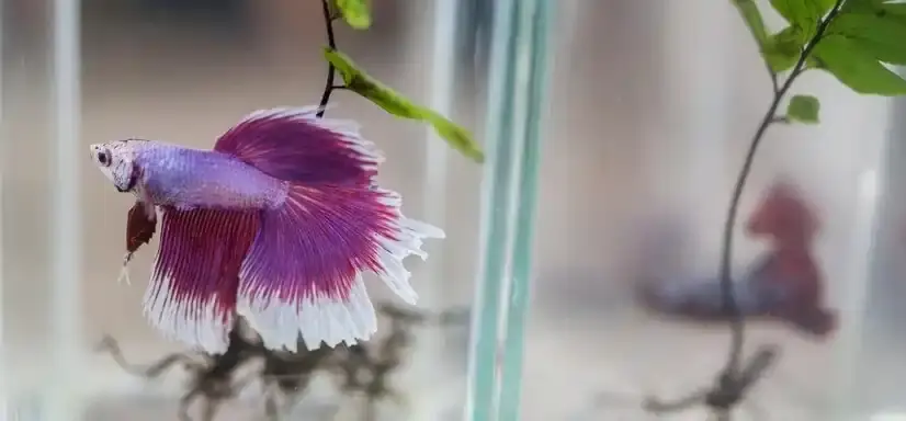 Varieties of Platy Fish (Xiphophorus spp.)