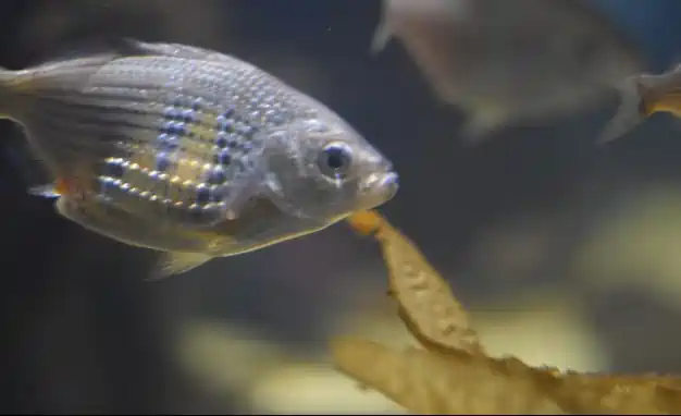 Why is my platy fish nipping its tank mates