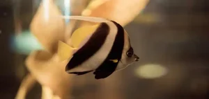 Why is my platy fish swimming up and down the tank glass