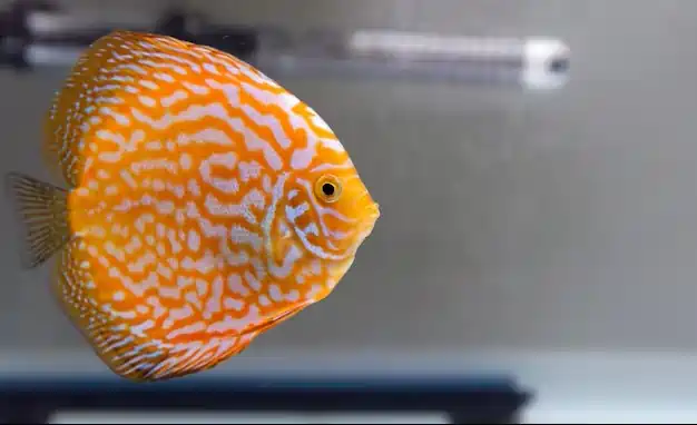 Will my angelfish eat my platies, guppy's, or mollies