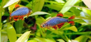 Xiphophorus maculatus