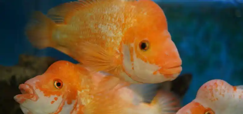 angelfish eat my platies, guppy's, or mollies