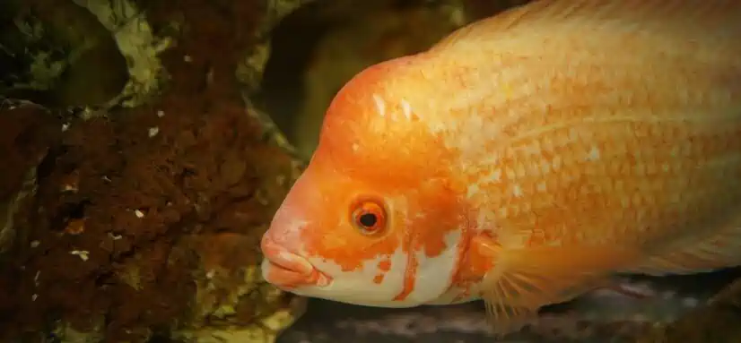 platy fish and goldfish be kept together