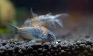 platy fish nipping its tank mates