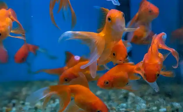 platy fish swimming up and down the tank glass