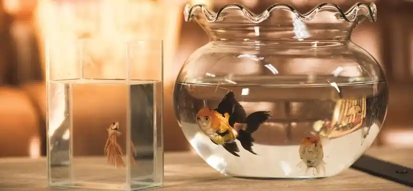platyfish goldfish be kept together